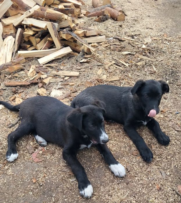 Віддам в добрі руки