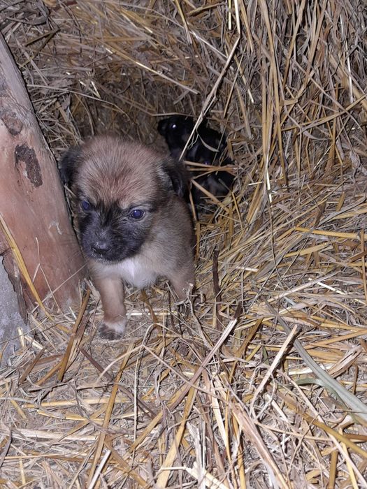 Віддам собачок в добрі руки