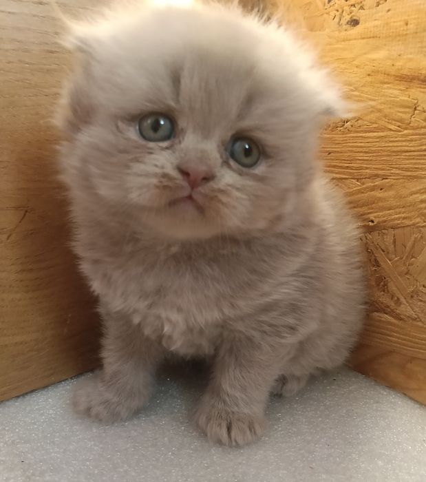 Ліловий висловухий хлопчик.