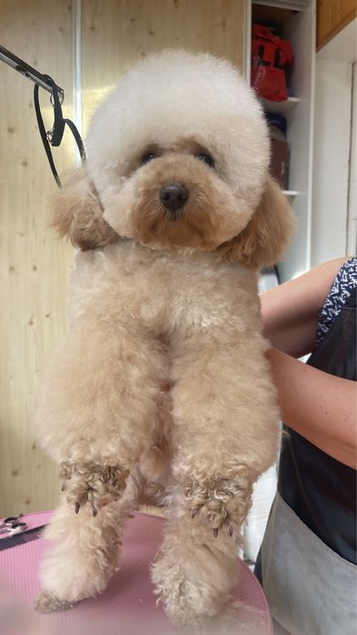 Вʼязка той пудель КСУ FCI розвязаний