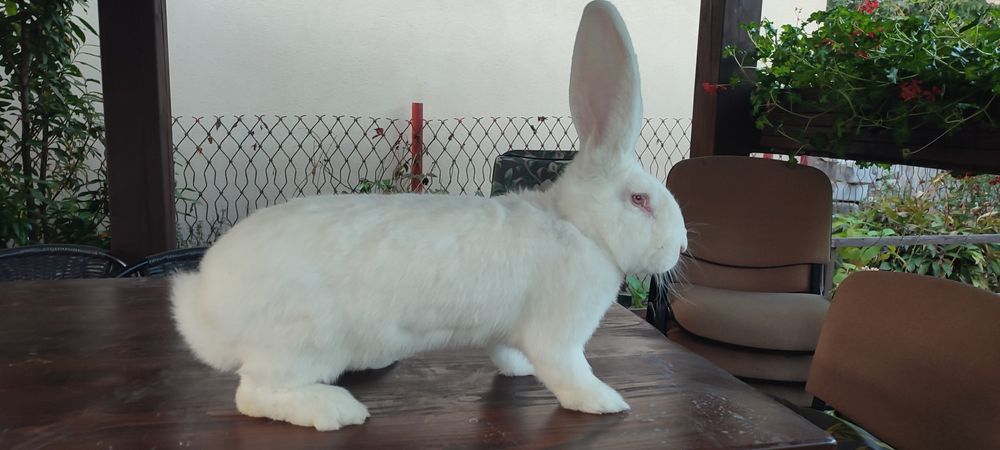 Olbrzym belgijski biały