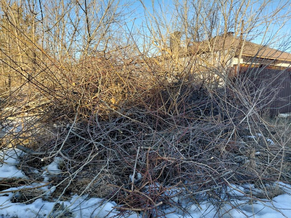 Гілки плодових дерев