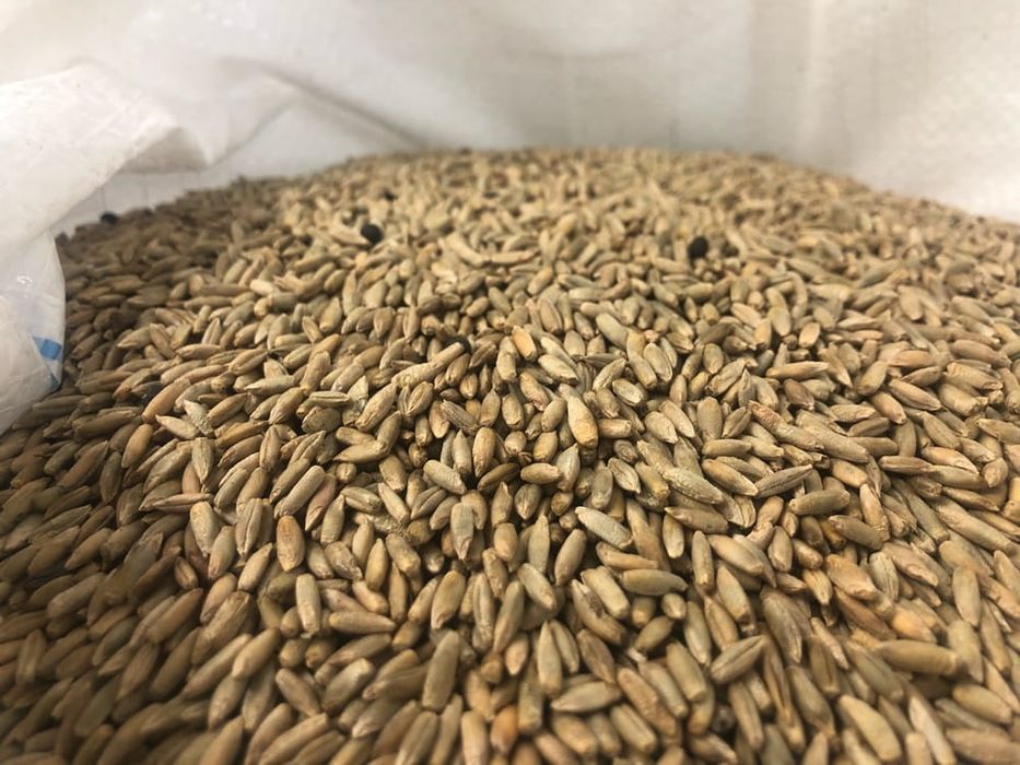 Żyto sprzedam workowane po 25 kg