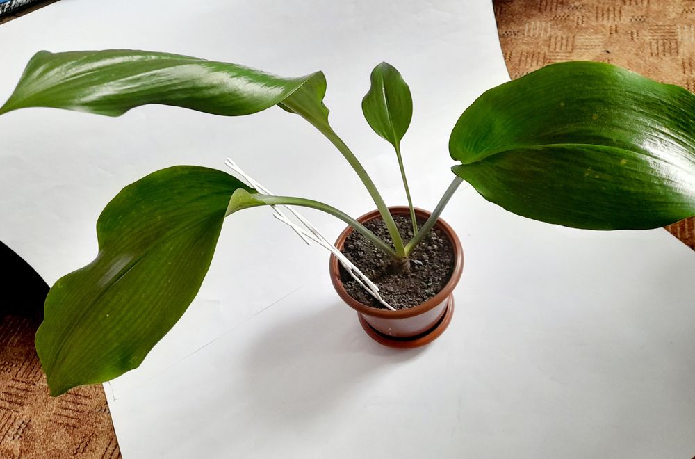 Эухарис амазонская лилия