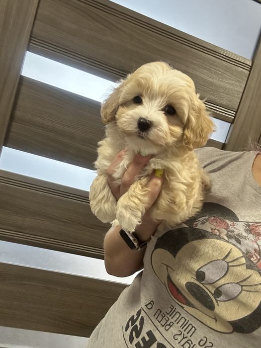 Красавчик мальтипу мальчишка