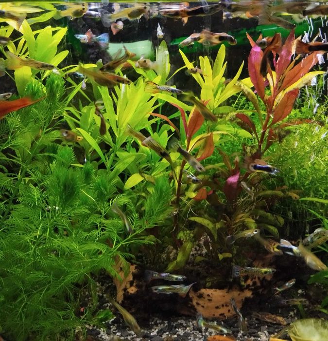 Rybki akwariowe Gupiki, mieczyki, glonojady super red