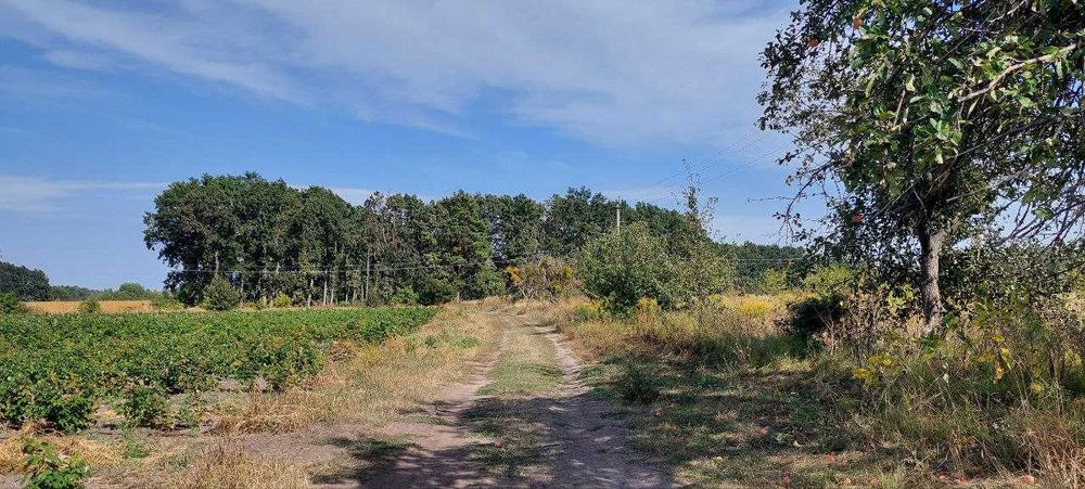 12 сот під садівництво Великі Дмитровичі