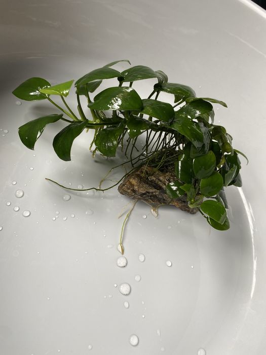 Anubias na kamieniu.