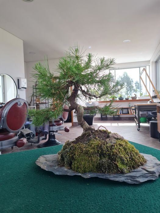 Bonsai Pinus Halepensis
