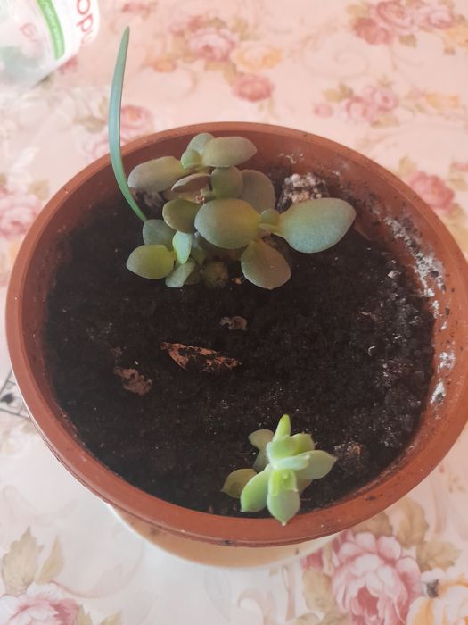 Продаються вазони різні