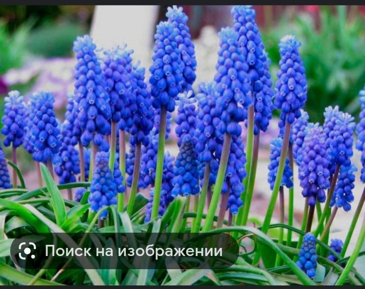 Ранние луковичные и другие цветочки