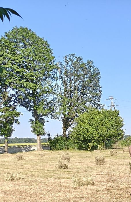 Siano w kostkach, tegoroczne, z pierwszego pokosu