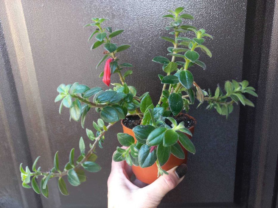 Колумнея Hirta Кімнатні рослини