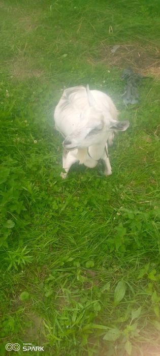 Продам дійну козу та козеня коза 1500грн козеня 800кощеняті 3 місяці