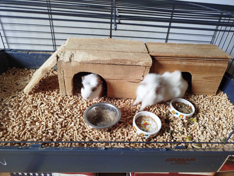 Oswojone świnki morskie z pełnym wyposażeniem