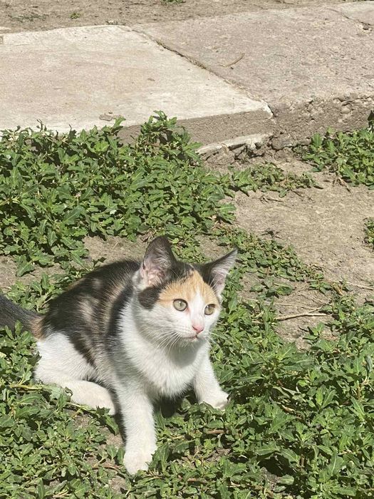 Котики в добрі руки