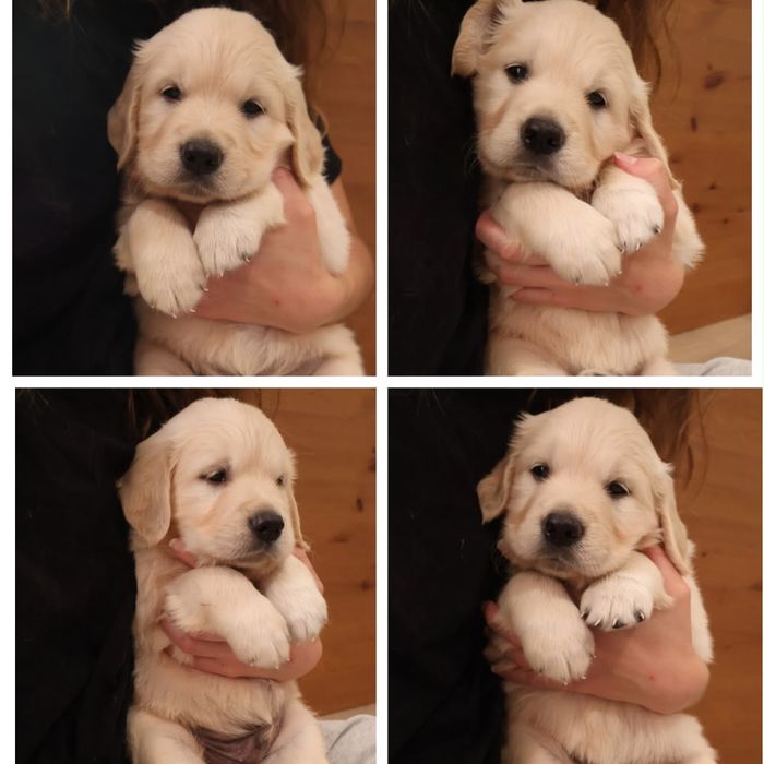 Golden retriever