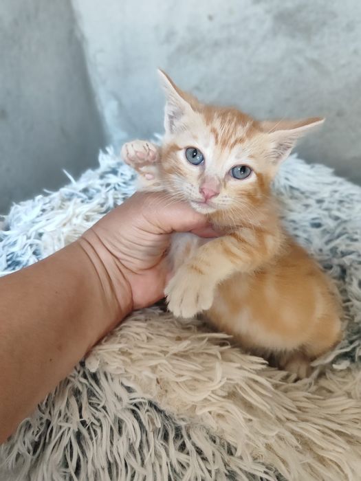 Gatinhos para adoção