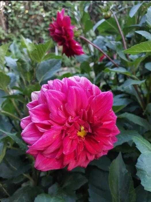 Георгины Жоржини клубни