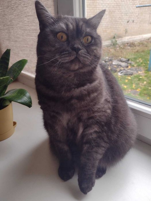 Кішка шотланка (скотіш-страйт)