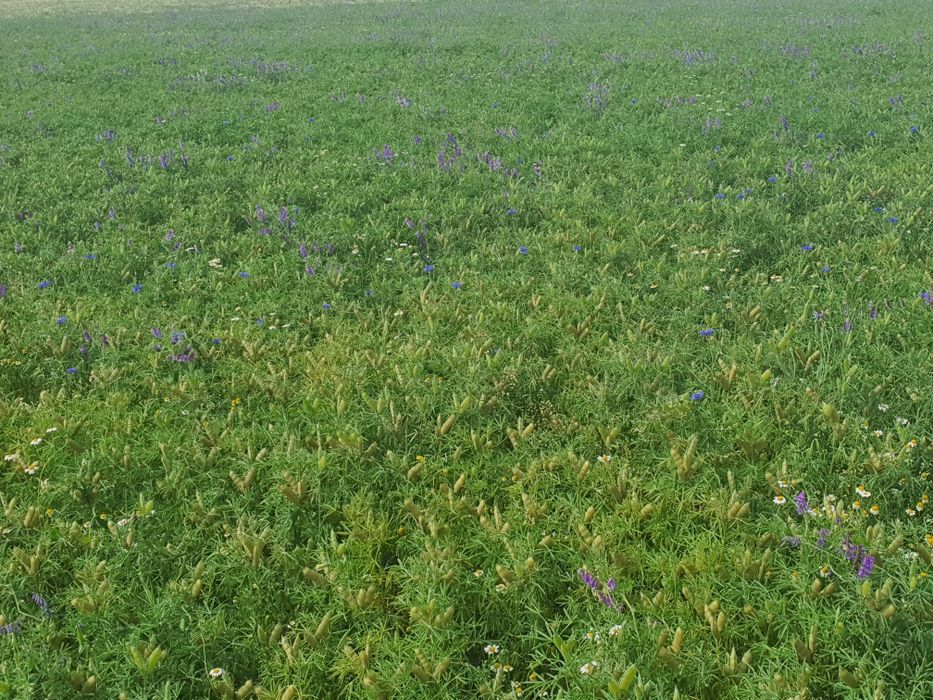 Łubin wąskolistny gorzki Karo