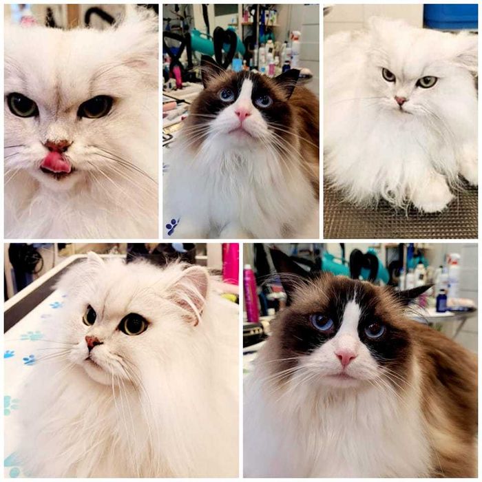 Salon pielęgnacji kotów Hau-Miał Zaprasza.