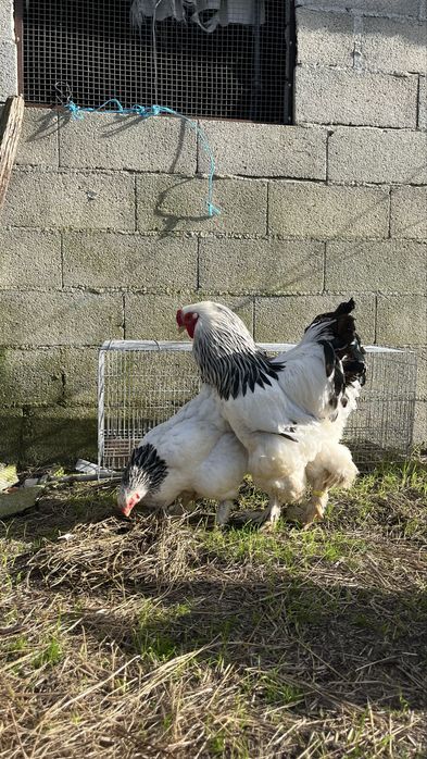 Ovos de brahama e marans