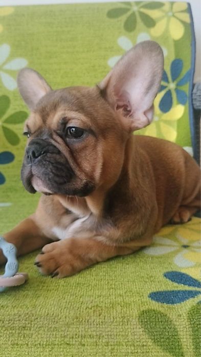 Bulldog frances  blak tan lindissimo