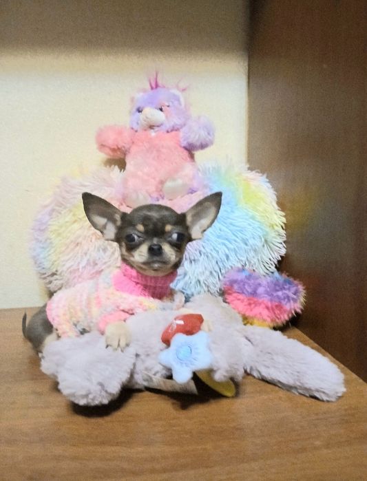 Кроха  девочка - 3,5 месяца -650грамм.