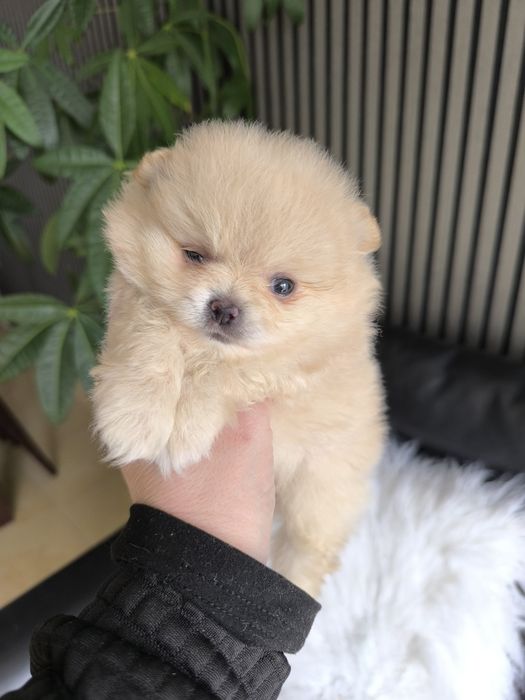 Spitz Anão Lulu da Pomerânia. Menino . Perfeito