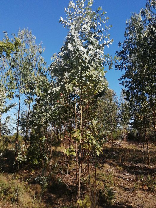 Terreno florestal com boa localização em Nelas