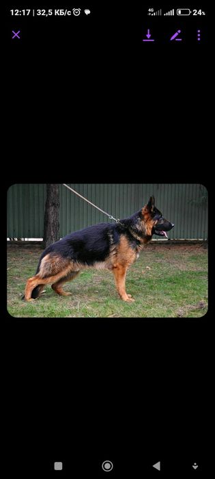 Розплідник німецької вівчарки пропонує широкий вибір собак німецької .