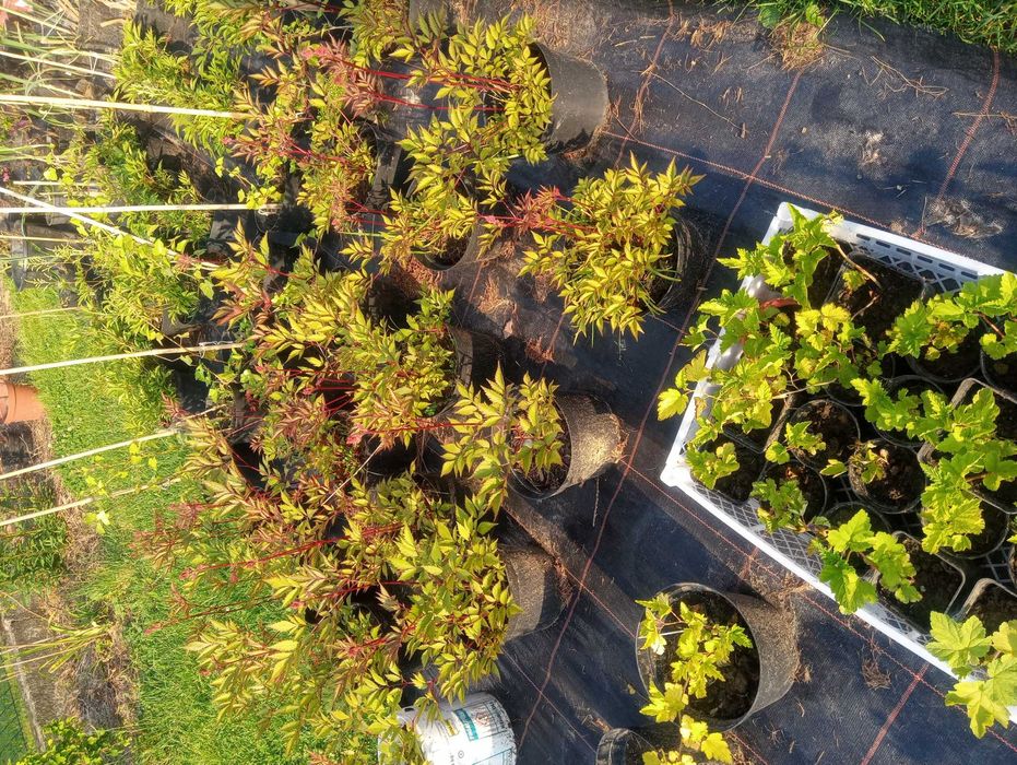 Sadzonki Wieprz kwiaty- krzewy ogrod NISKIE CENY