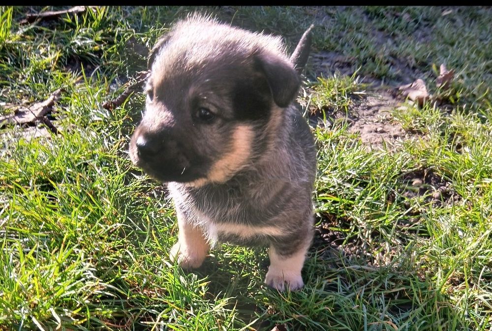 Подарую цуценят в добрі ручки