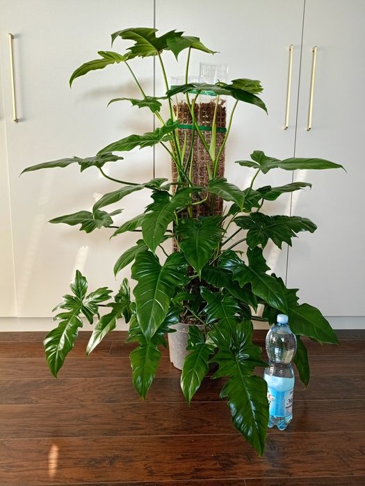 Philodendron Dragon