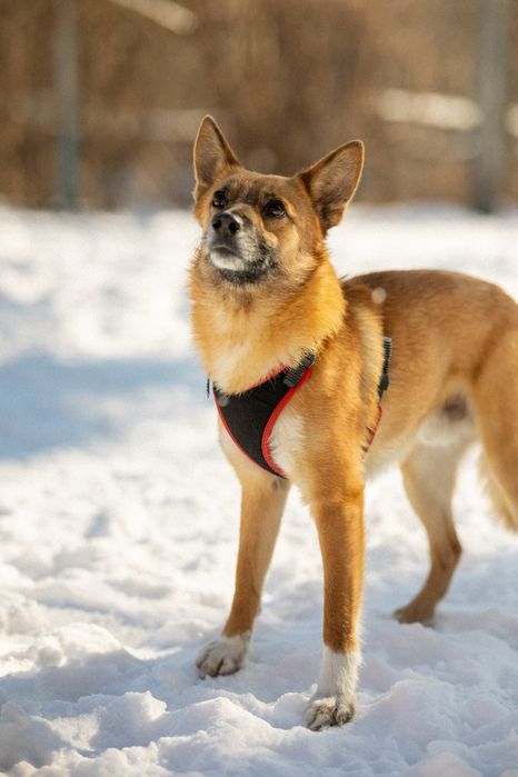 Рудий песик Джинджер шукає дім