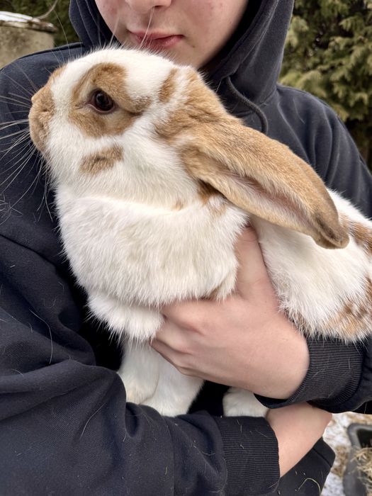 Królik srokacz duże mieszańce