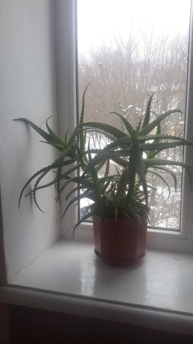 алоє столітник Самозабір