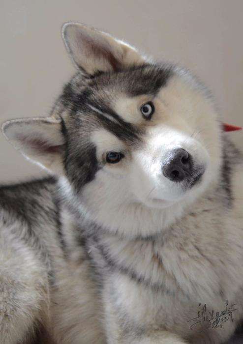 В'язка. Кобель ХАСКІ чекає  Кохану