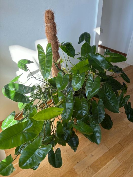 Philodendron Burle Marx Variegata