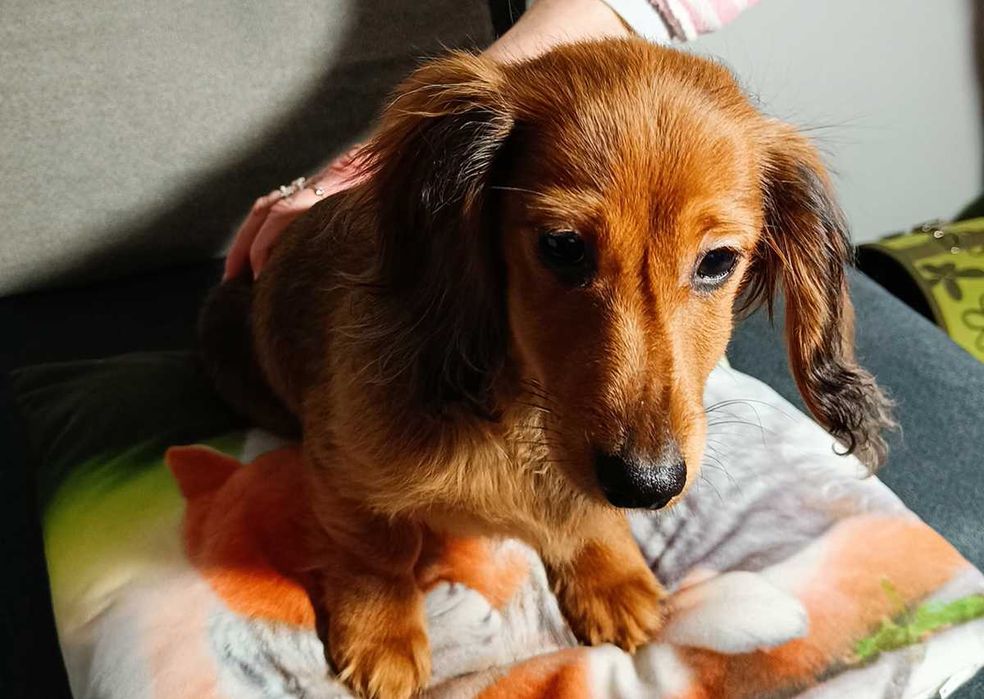 Jamniczek długowłosy króliczy