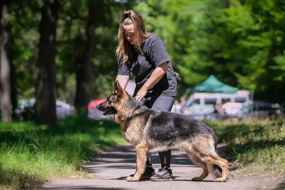 вязка; HD-A/A, ED-0/0; чепрачний кобель Німецька Вівчарка, КСУ/FCI