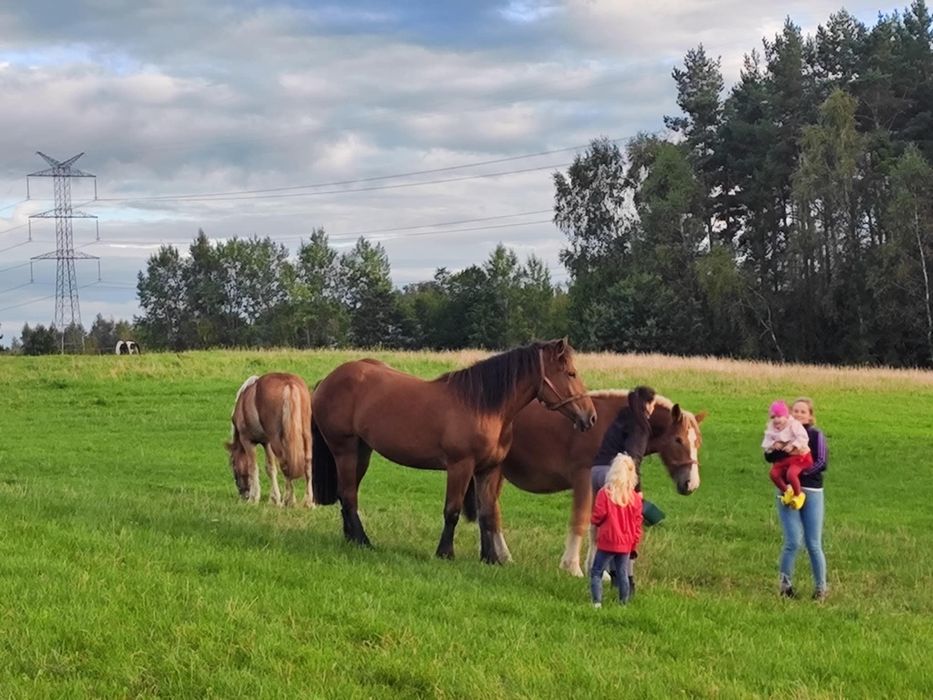 Wydzierżawię konie