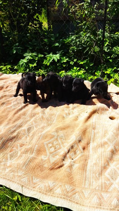 Німецька вівчарка