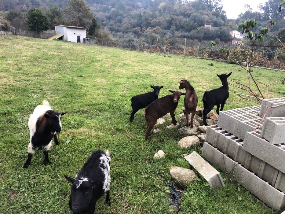 Cabritas anãs prenhas