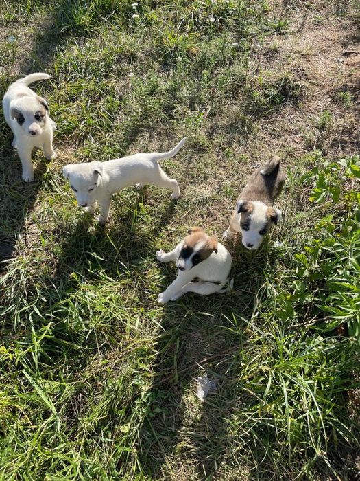 Віддам щенят