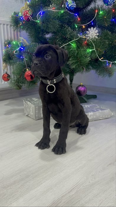 Крупна дівчинка  Кане Корсо з докуметами