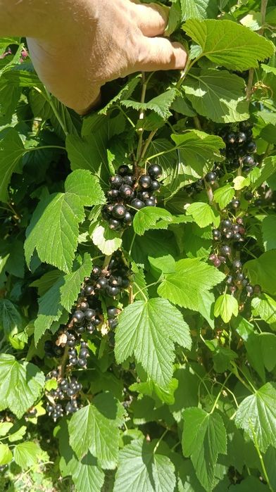 Продам кущі смородини