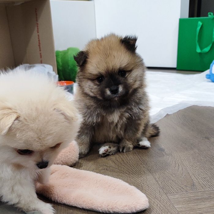 Померанський шпіц -