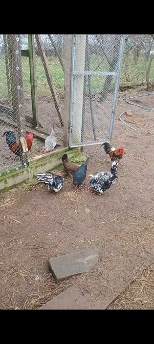 Jaja lęgowe liliputek